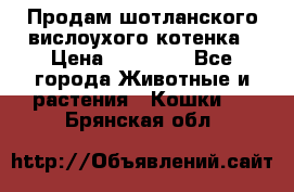 Продам шотланского вислоухого котенка › Цена ­ 10 000 - Все города Животные и растения » Кошки   . Брянская обл.